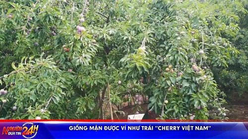 Giống Mận được Ví Như Trái “cherry Việt Nam” (1)