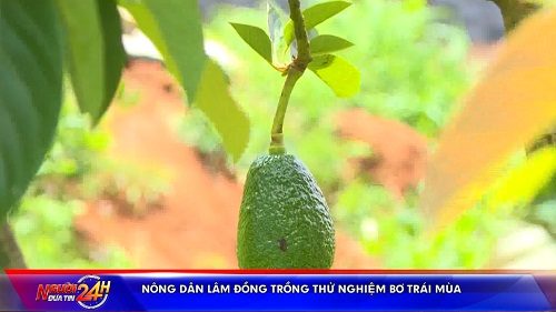 Nông Dân Lâm Đồng Trồng Thử Nghiệm Bơ Trái Mùa (1)