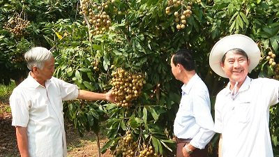 Vua Nhãn Ido Ghép Thành Công Giống Nhãn Mới (1)